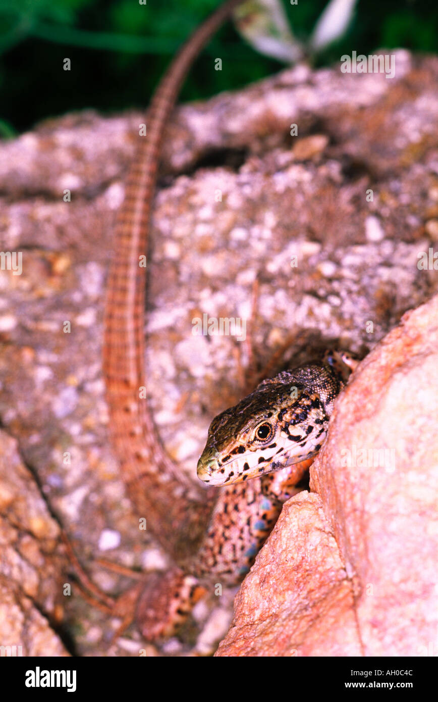 Common Wall Lizard, Podarcis muralis. On rocky environment Stock Photo