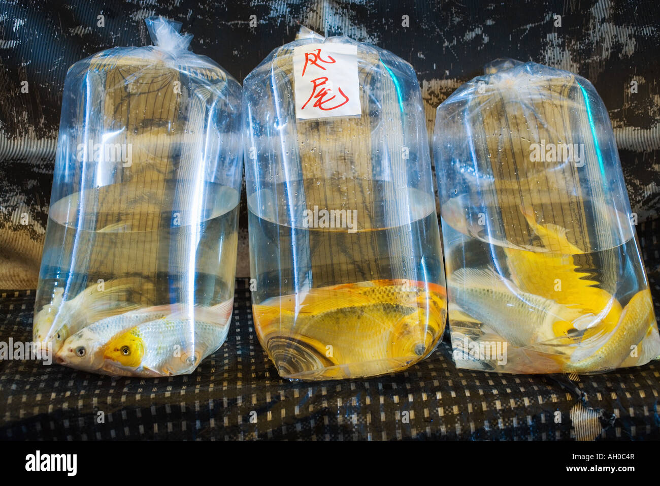 Fish in plastic bags Stock Photo Alamy