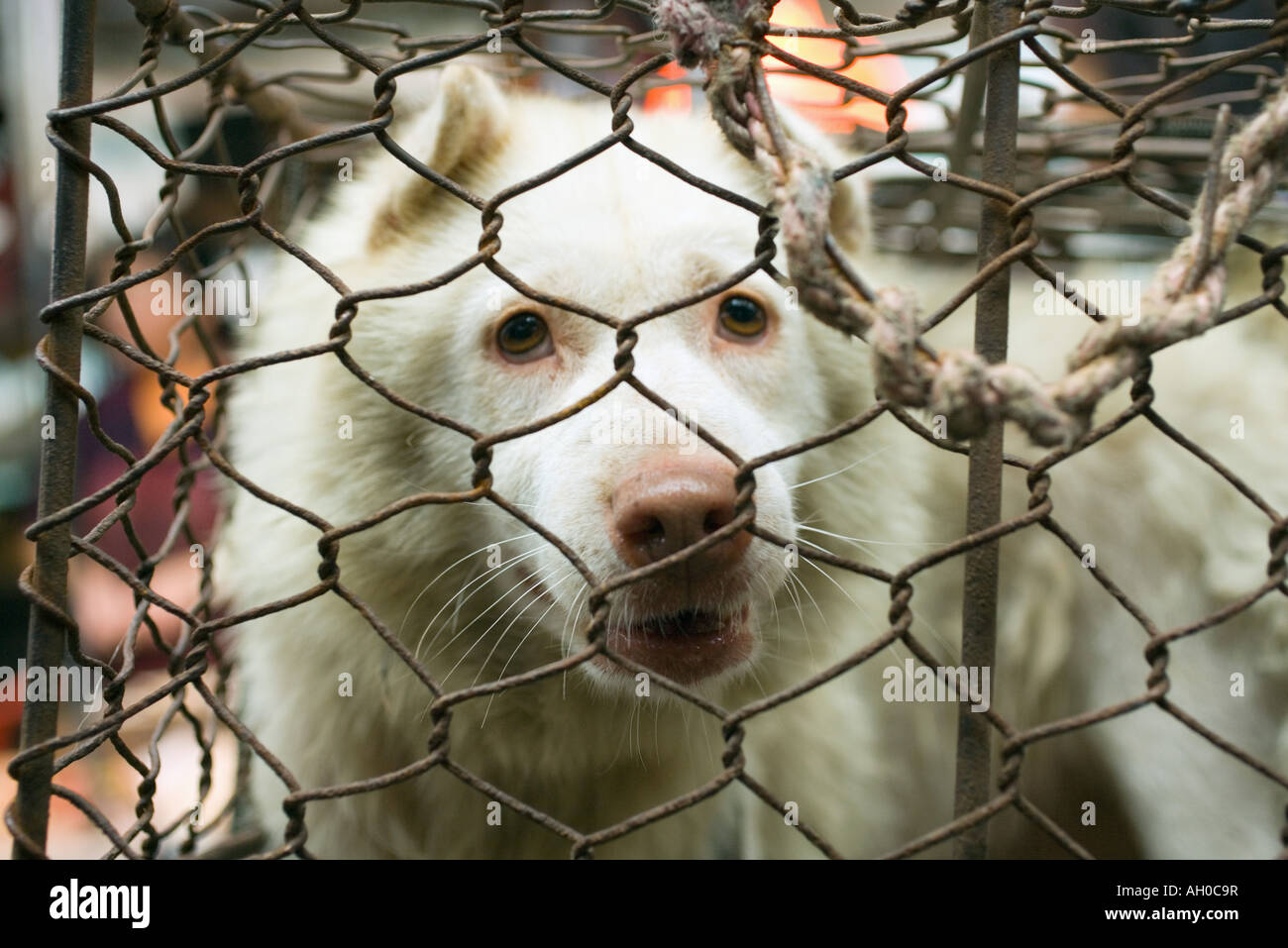 Dog in cage Stock Photo Alamy
