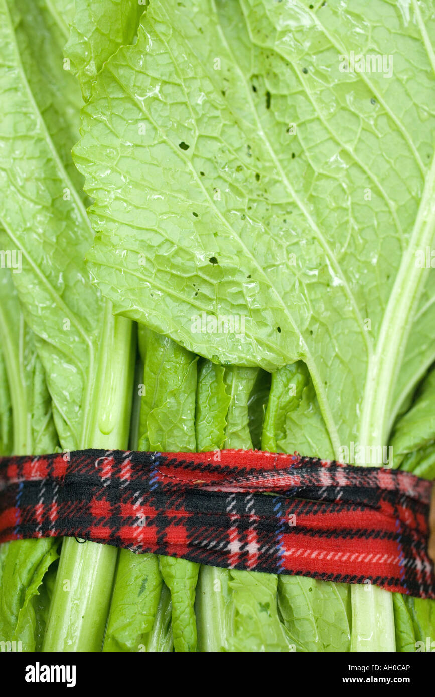 Mustard Greens High Resolution Stock Photography and Images Alamy