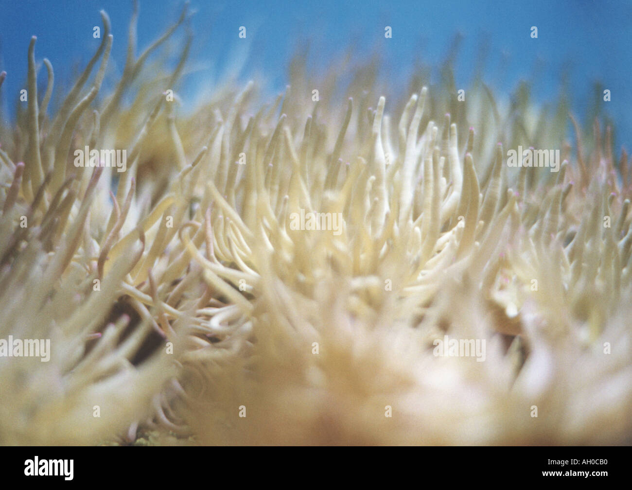 Sea anemone in tide pools Stock Photo - Alamy