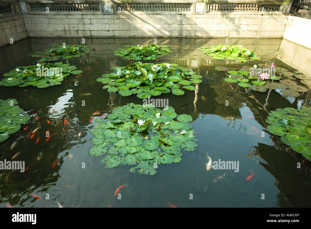 Water lily pond with koi carp Stock Photo Alamy