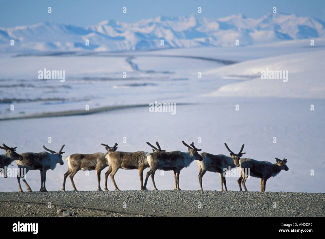 barren ground caribou Rangifer tarandus herd along the Haul Road in the