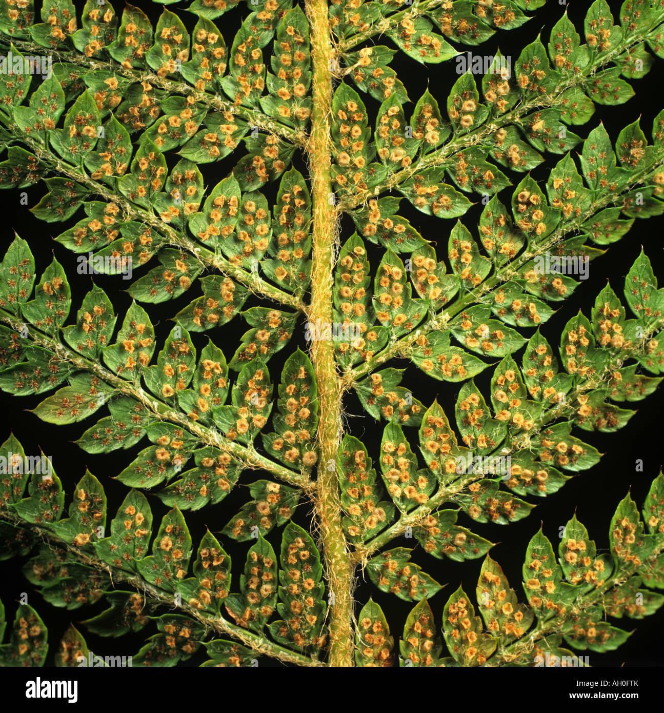 Male fern Dryopteris filix mas spores in sori on fern frond Stock Photo