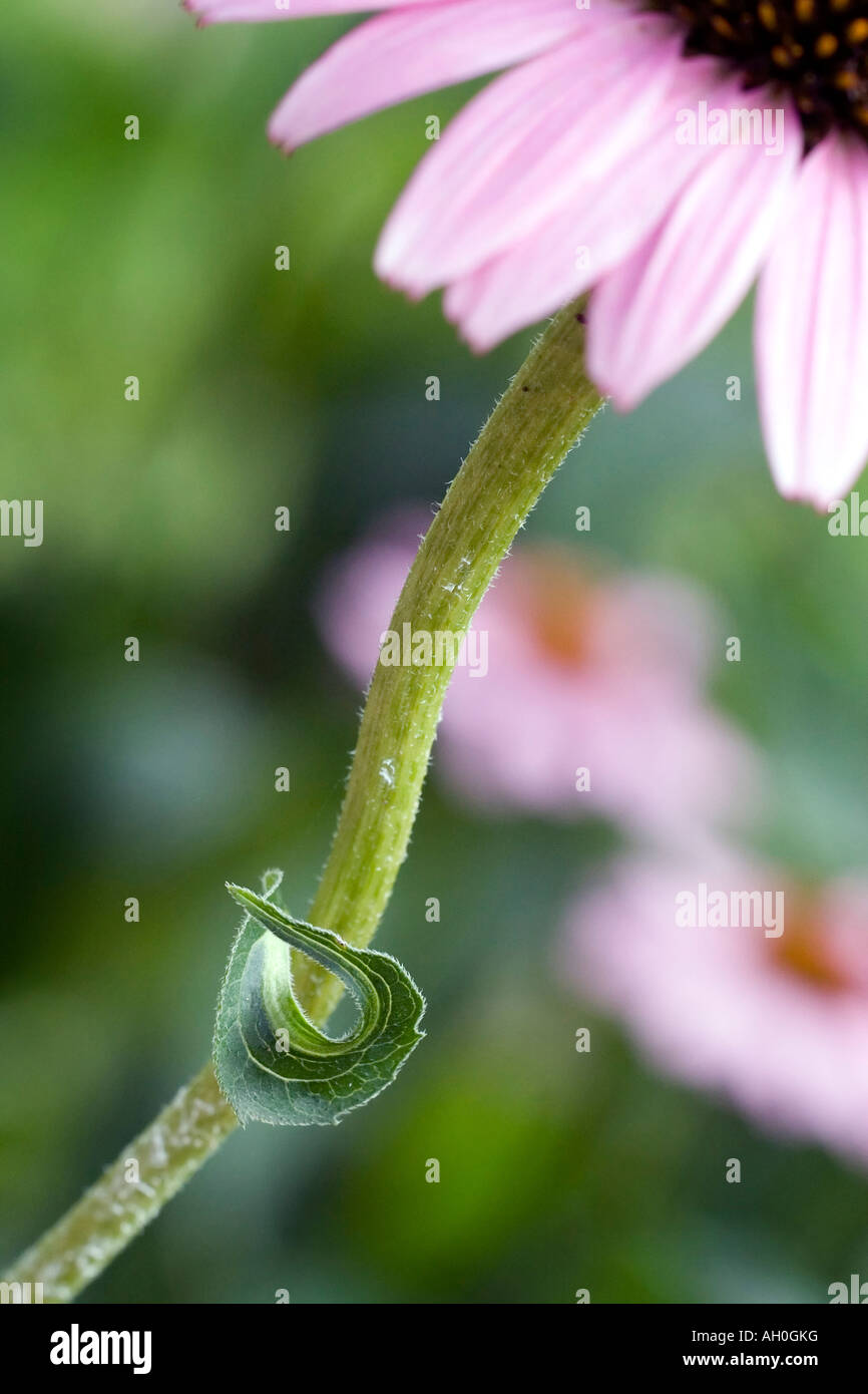 Curled leaf drought hi-res stock photography and images - Alamy