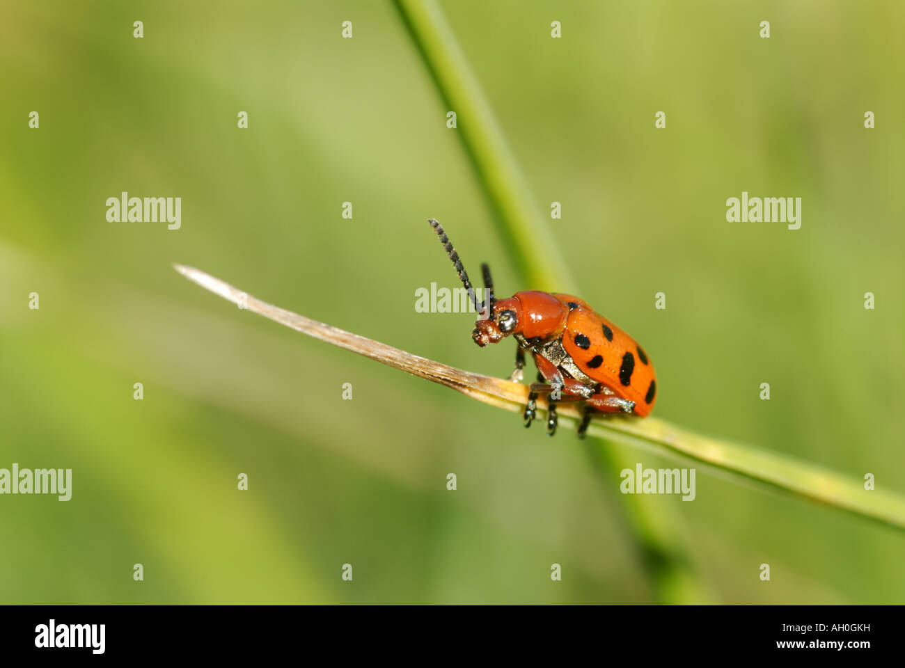 Spotted Asparagus Beetle (Crioceris duodecimpuncta Stock Photo Alamy