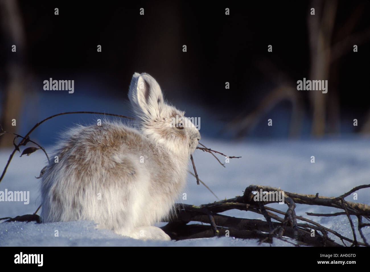 Arctic hare alaska hi-res stock photography and images - Alamy
