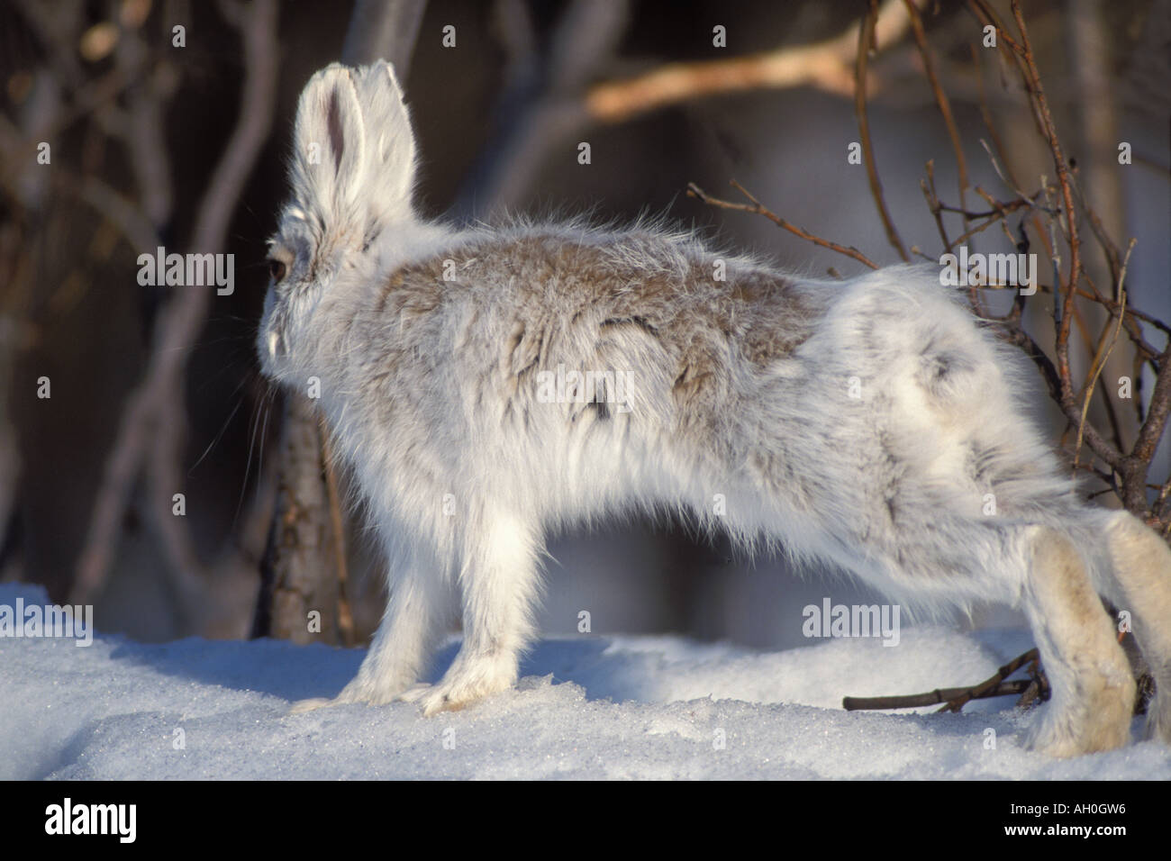 snowshoe hare Lepus americanus changing colors in spring southside of
