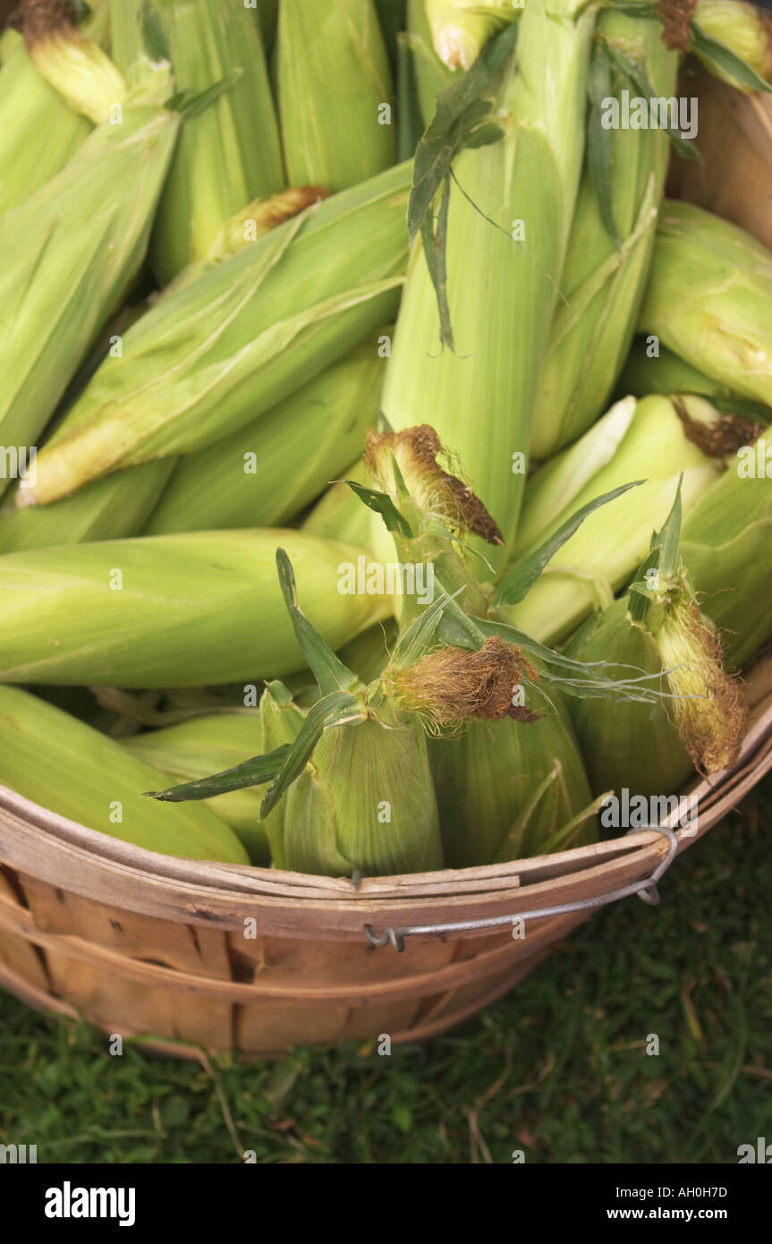 ILLINOIS Chicago Wooden bushel basket of sweet corn ears in husks Green ...