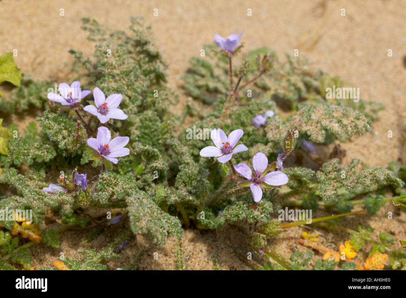 Sea Stork s bill growing in dunes Stock Photo