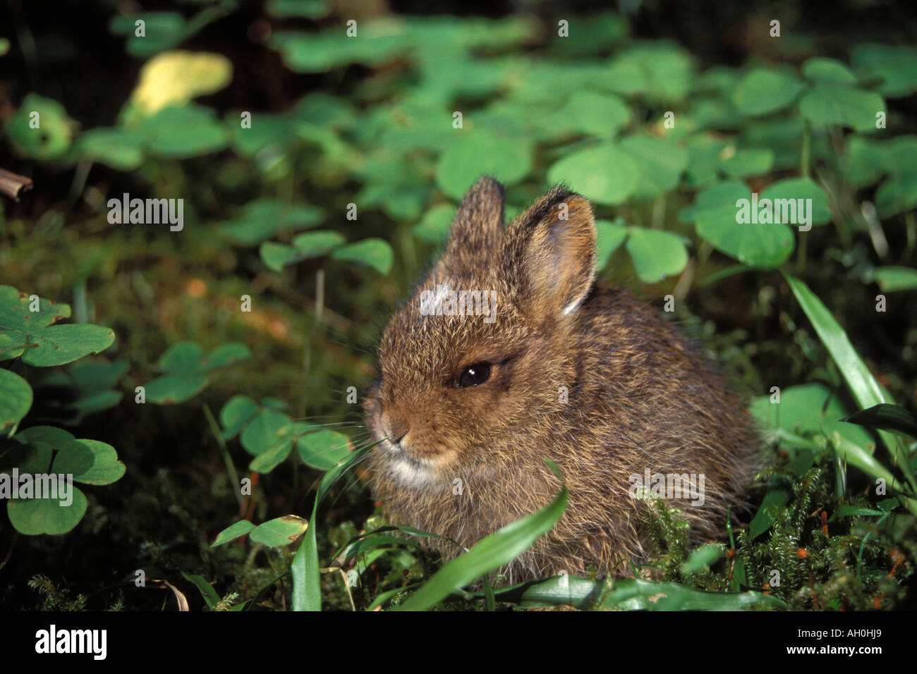 pygmy rabbit Brachylagus idahoensis in the rainforest of Olympic National Park Olympic Peninsula Washington Stock Photo