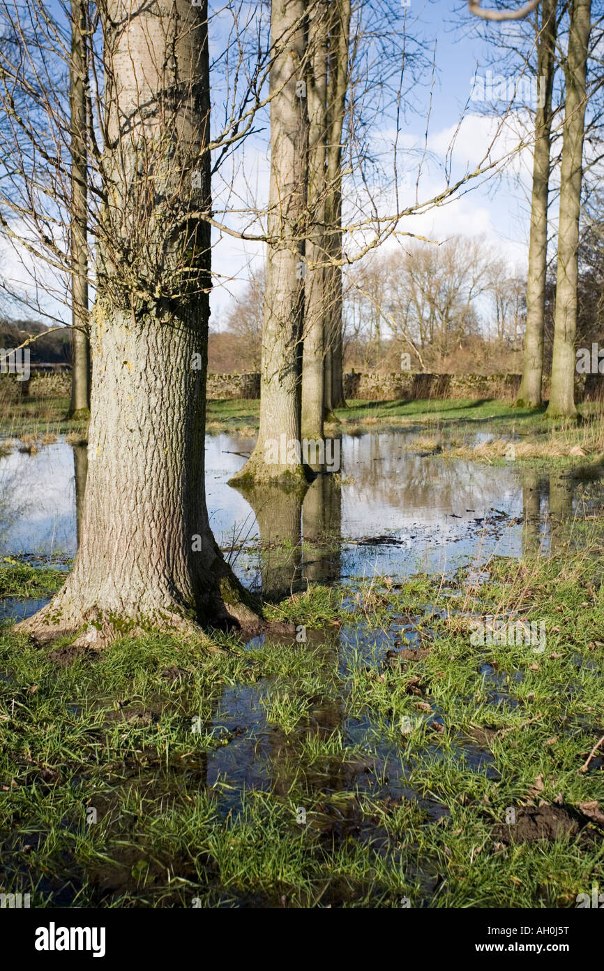 Trees in waterlogged field Stock Photo Alamy