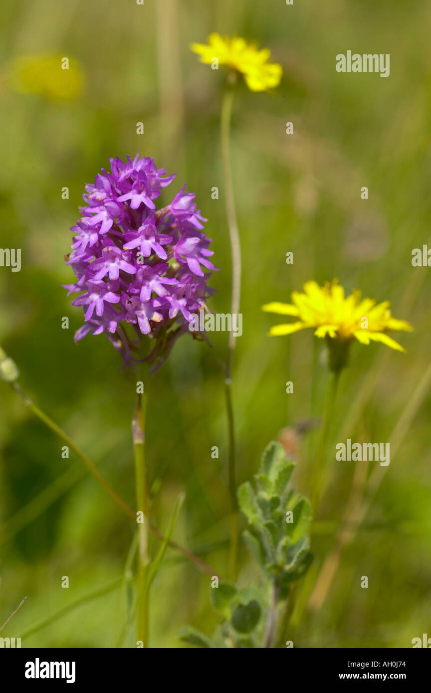 Pyramidal Orchid growing in fixed dunes Formby merseyside Stock Photo ...