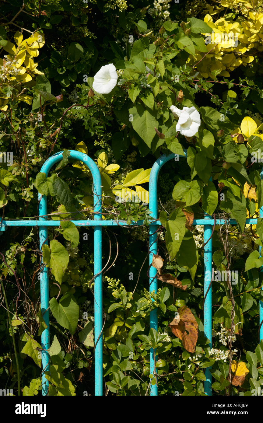 Hedge Bindweed twined around metal fence Stock Photo