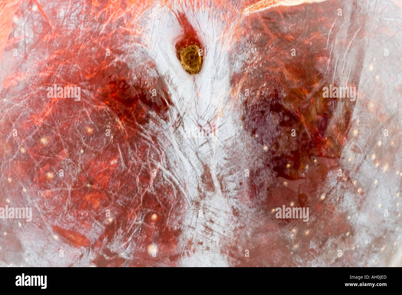 Plum against a white background Stock Photo