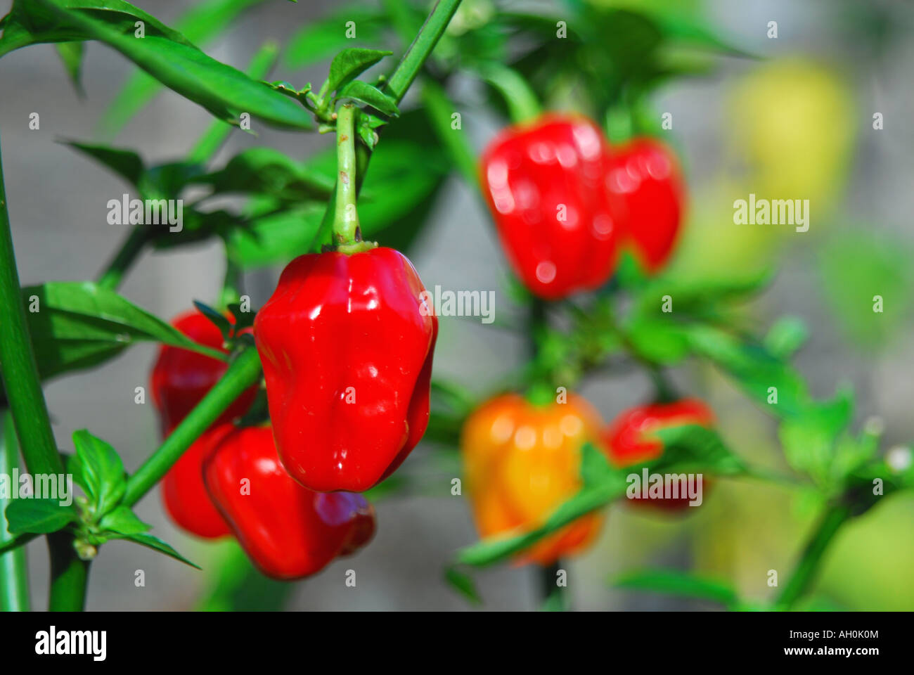 Capsicum Chinensis High Resolution Stock Photography and Images - Alamy