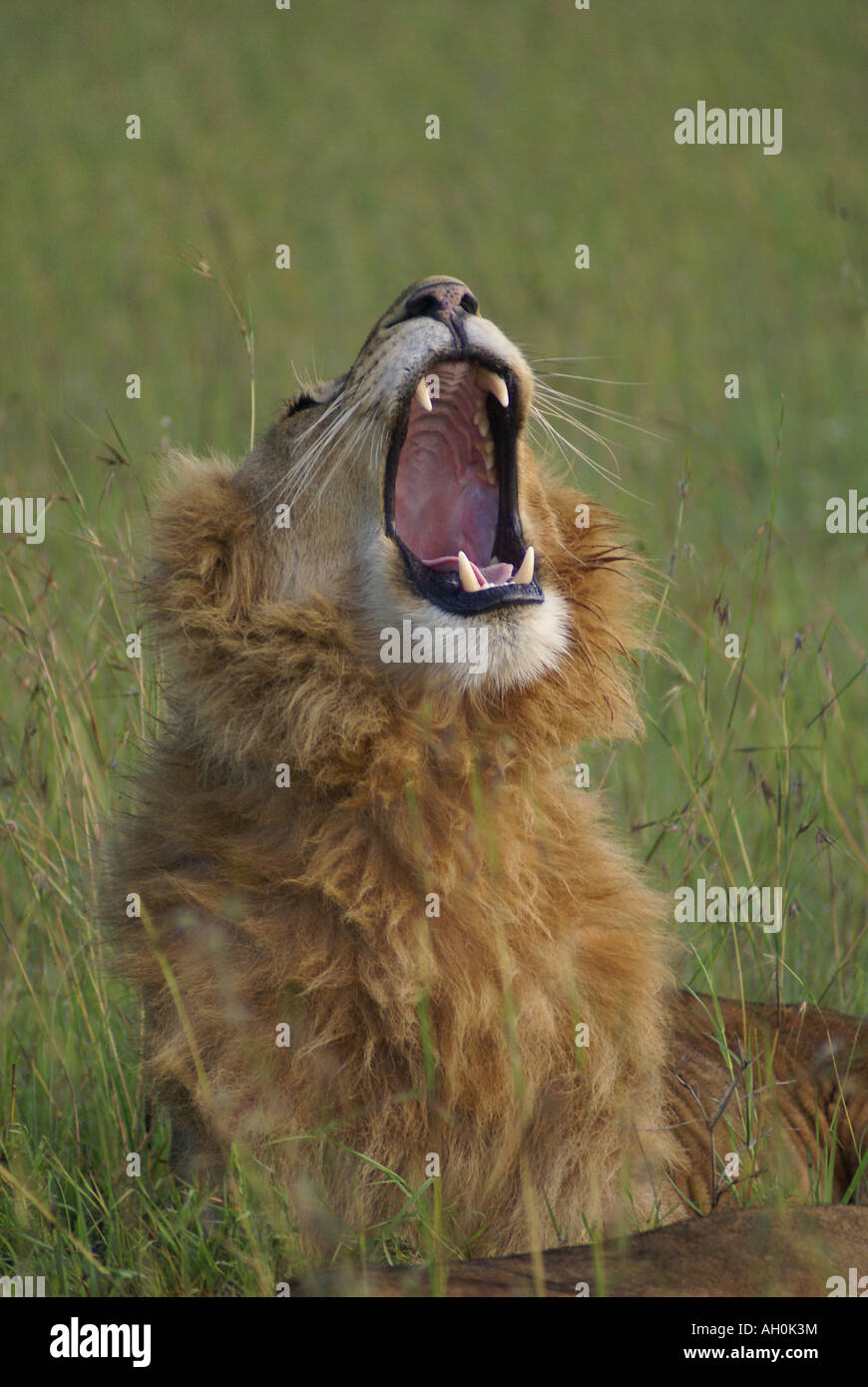 Roaring Lion Stock Photo