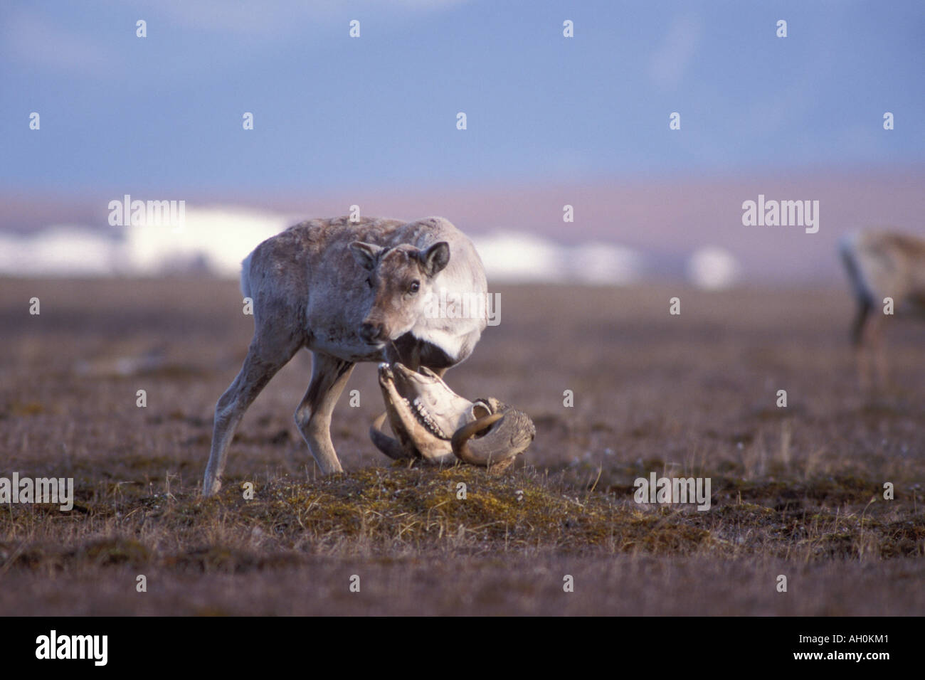 barren ground caribou Rangifer tarandus calf with a muskox skull