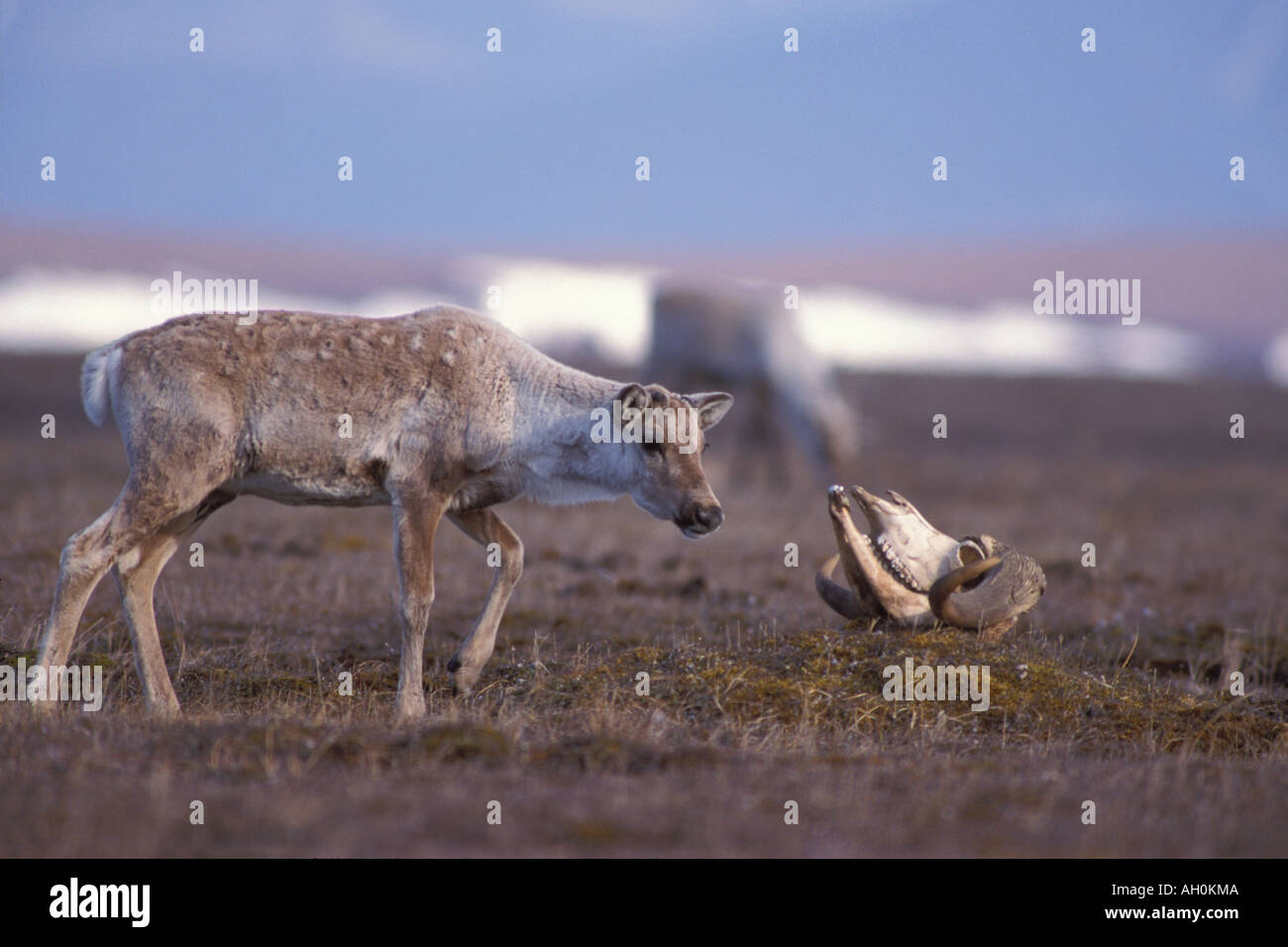 barren ground caribou Rangifer tarandus calf with a muskox skull