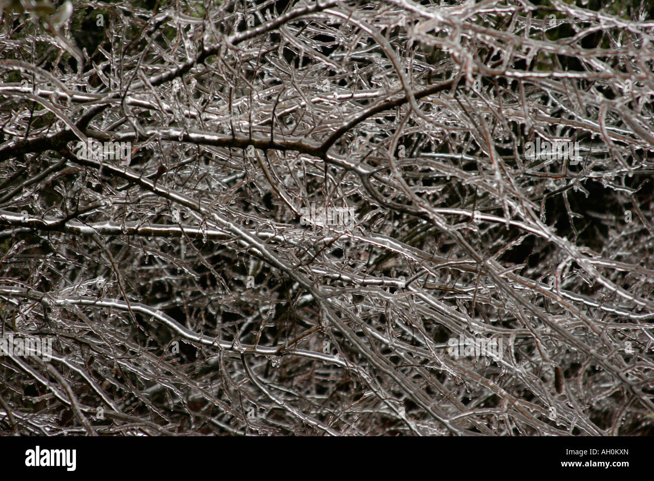 Ice storm frozen branches hi-res stock photography and images - Alamy
