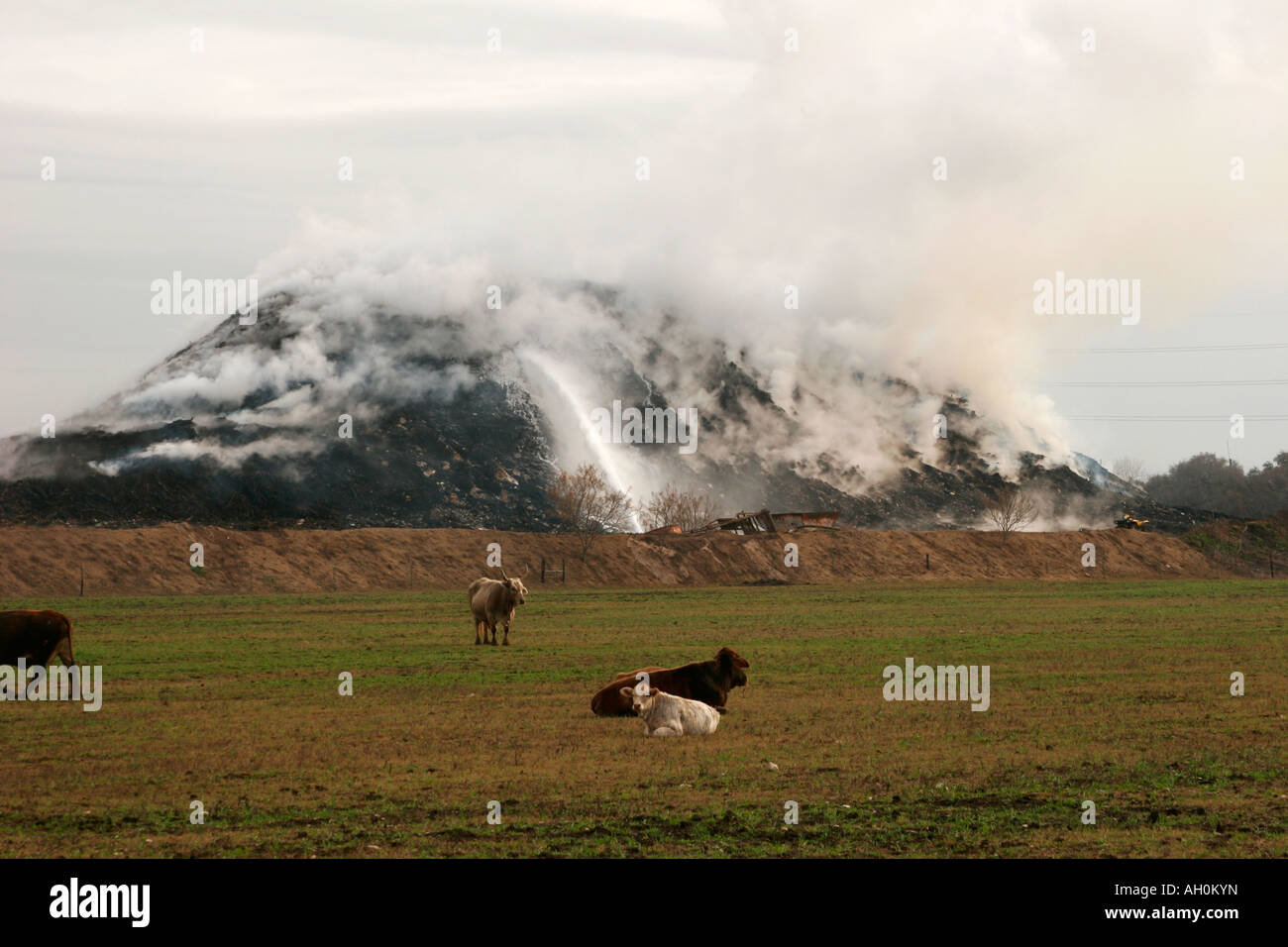 Mulchie hires stock photography and images Alamy