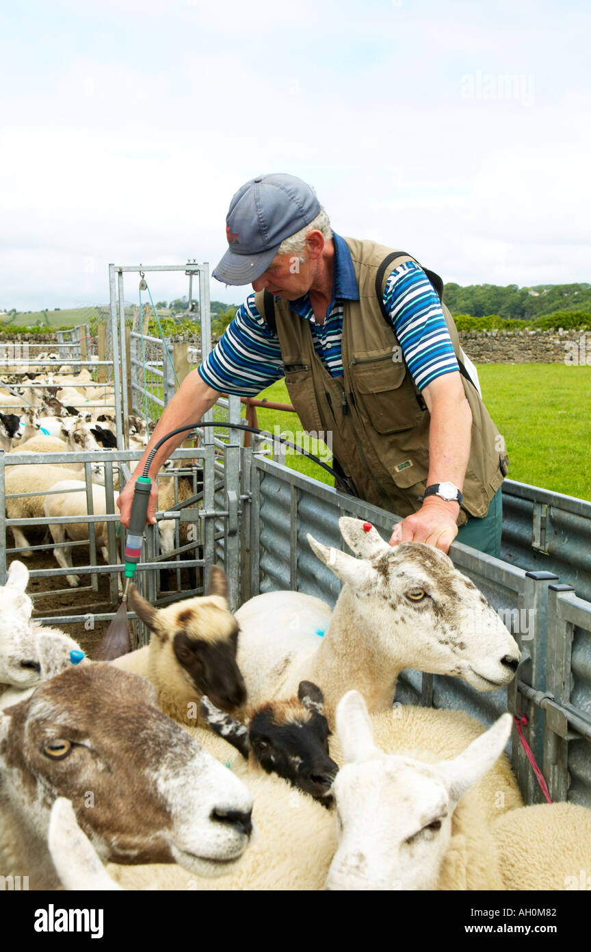 Treating sheep against blowfly with pour on insecticide high cis cypermethrin Salt marsh sheep Cumbria Stock Photo
