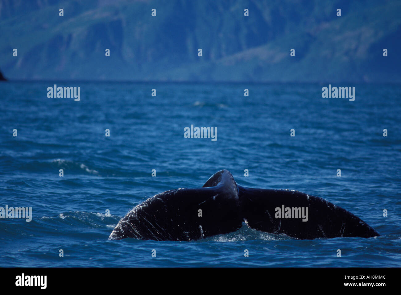 Tail humpback whale surfaces hi-res stock photography and images - Alamy