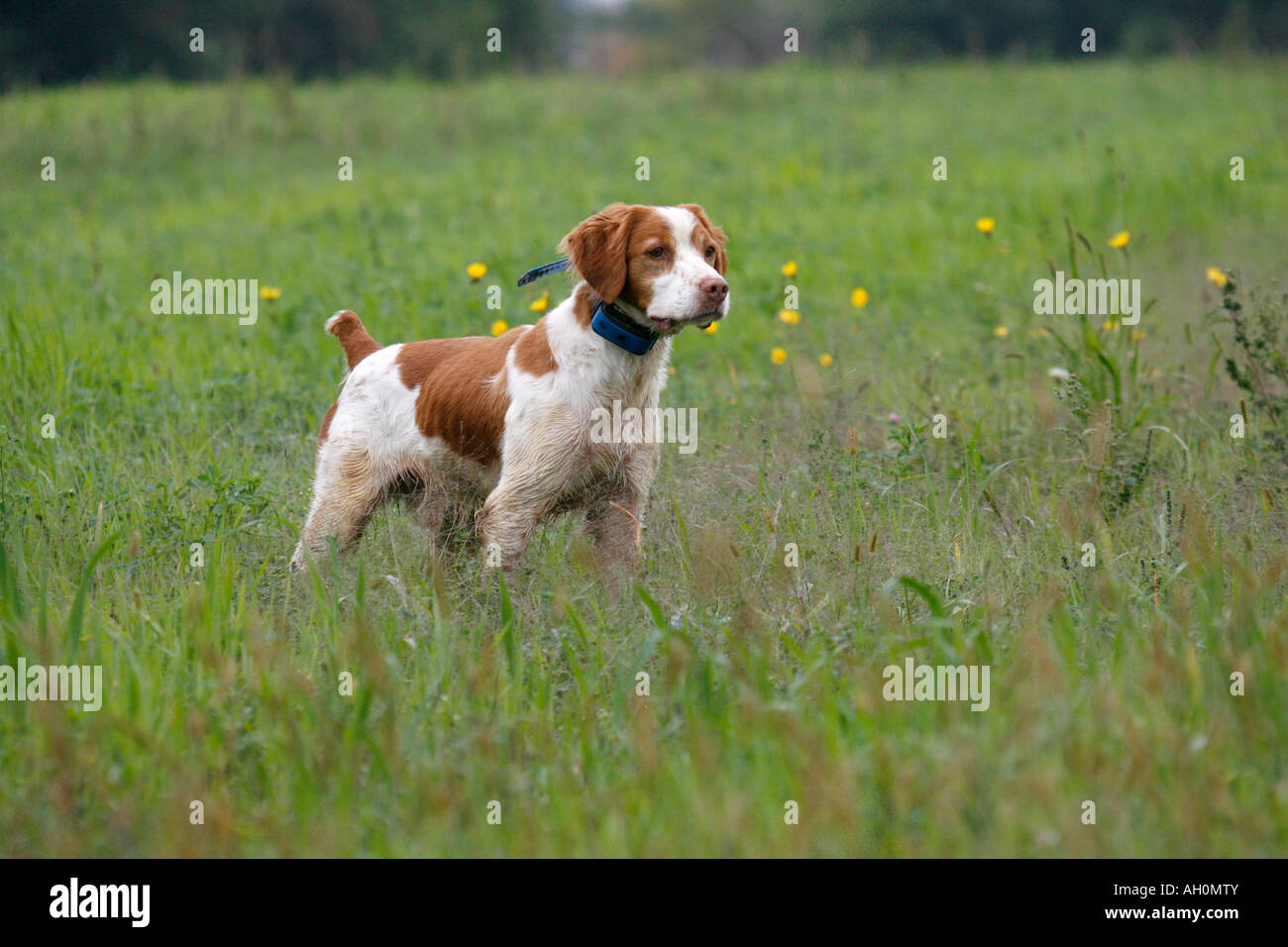 Brittany spaniel standing in a field Stock Photo Alamy