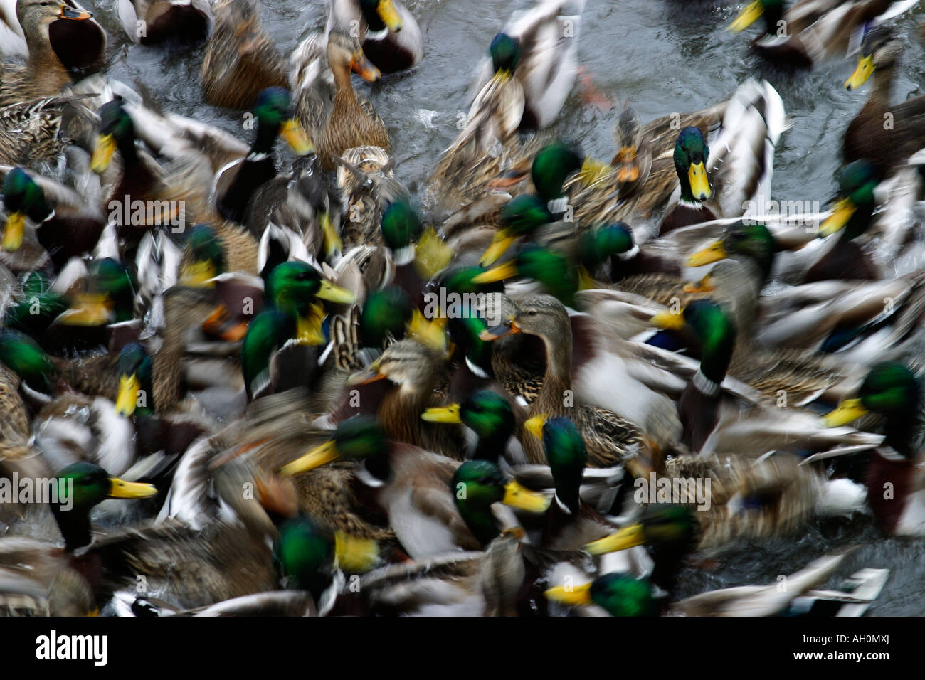Many mallard ducks swarming to get food Stock Photo