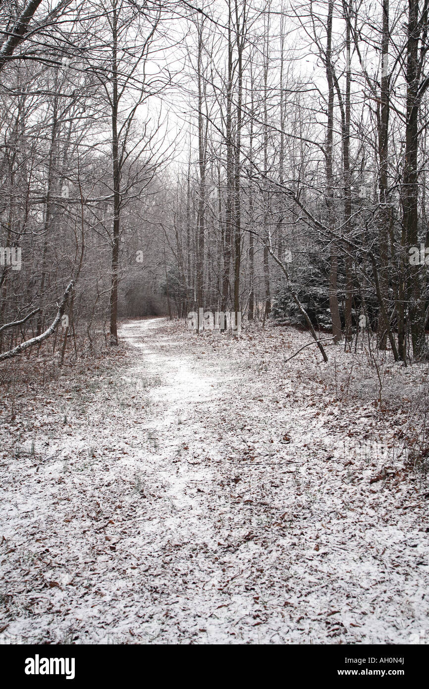 Wide pathway running between tall thin decidious trees all covered with a light dusting of snow. Stock Photo