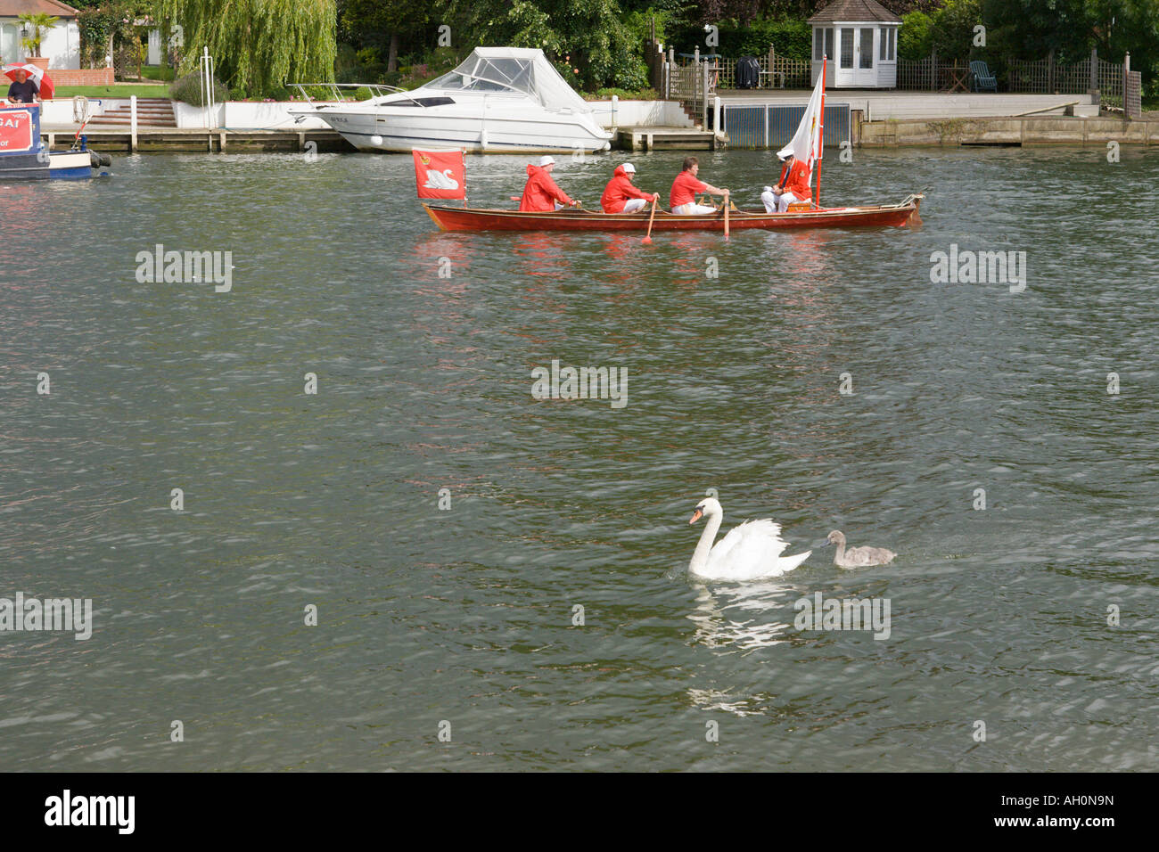 Swan and cygnet with Swan Upping skiff in the background on the River Thames Stock Photo
