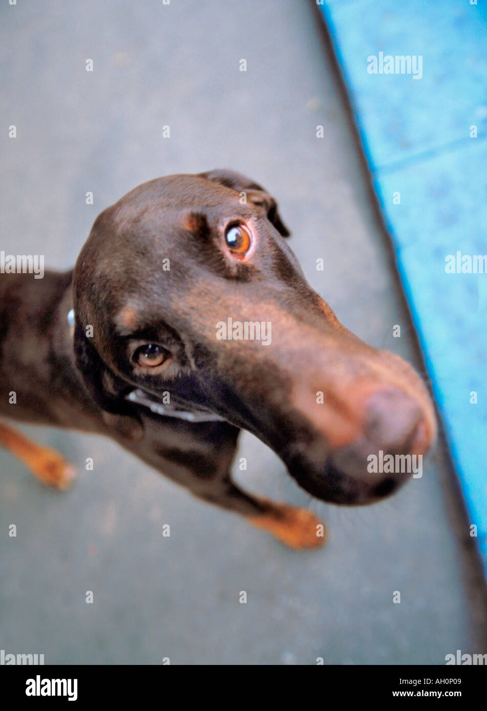 Dobermann standing from top Stock Photo