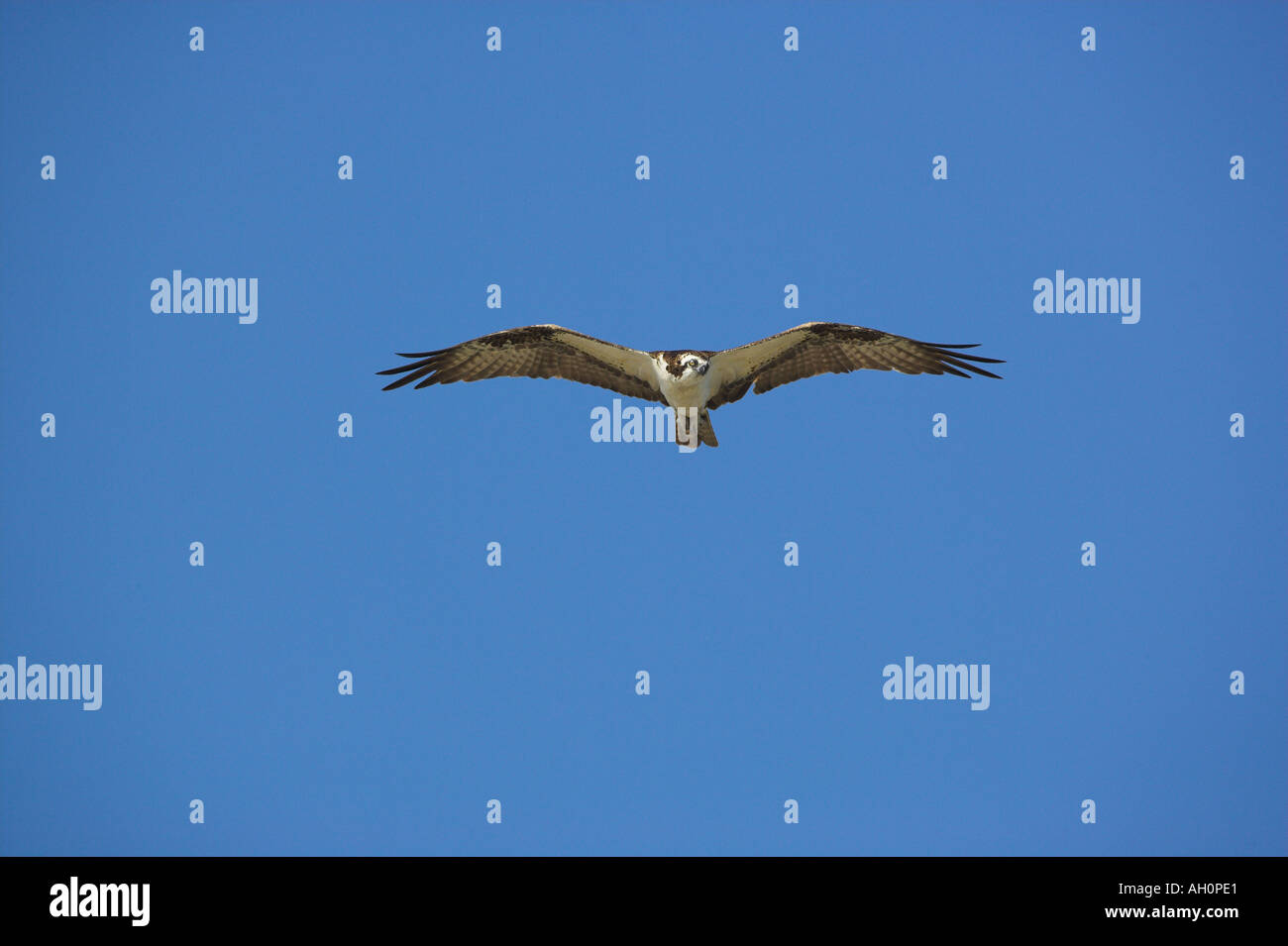 Osprey Pandion haliaetus in flight showing under wings Florida Stock Photo