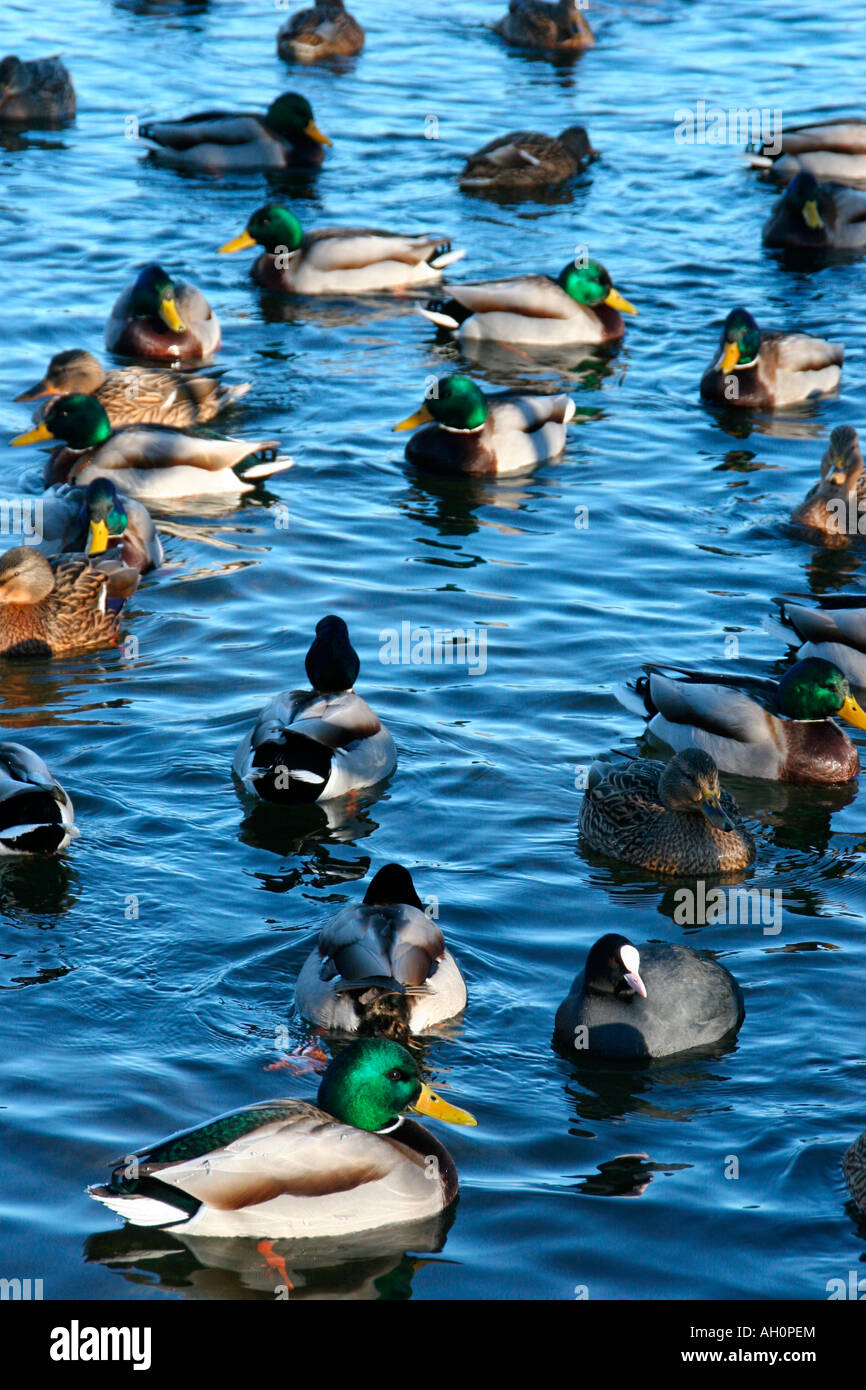 ducks swiming in lake Stock Photo