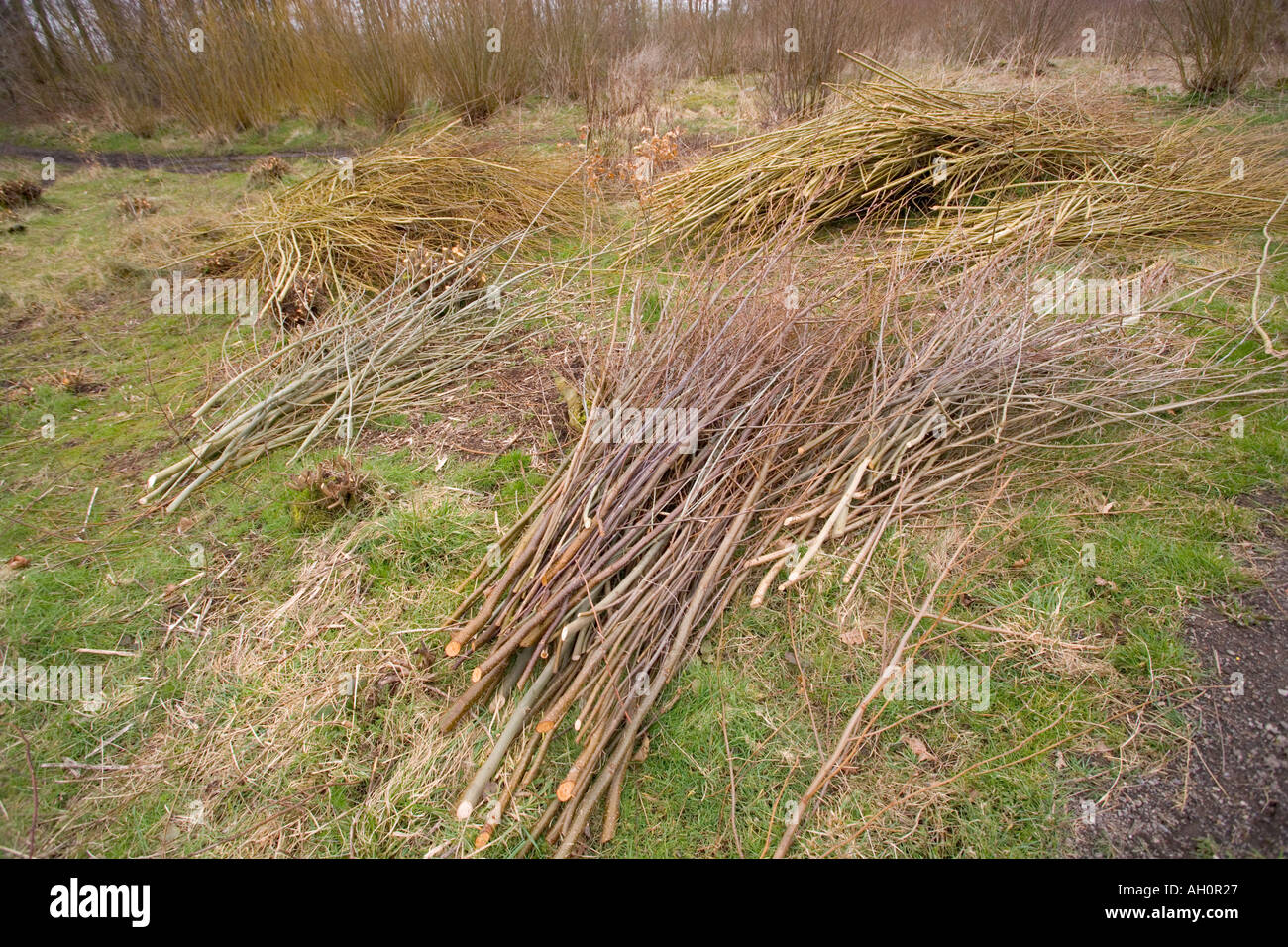 Coppiced trees hi-res stock photography and images - Alamy