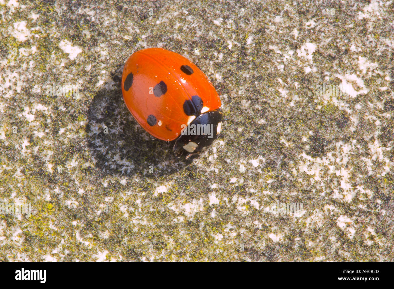 Most common british ladybird hi-res stock photography and images - Alamy