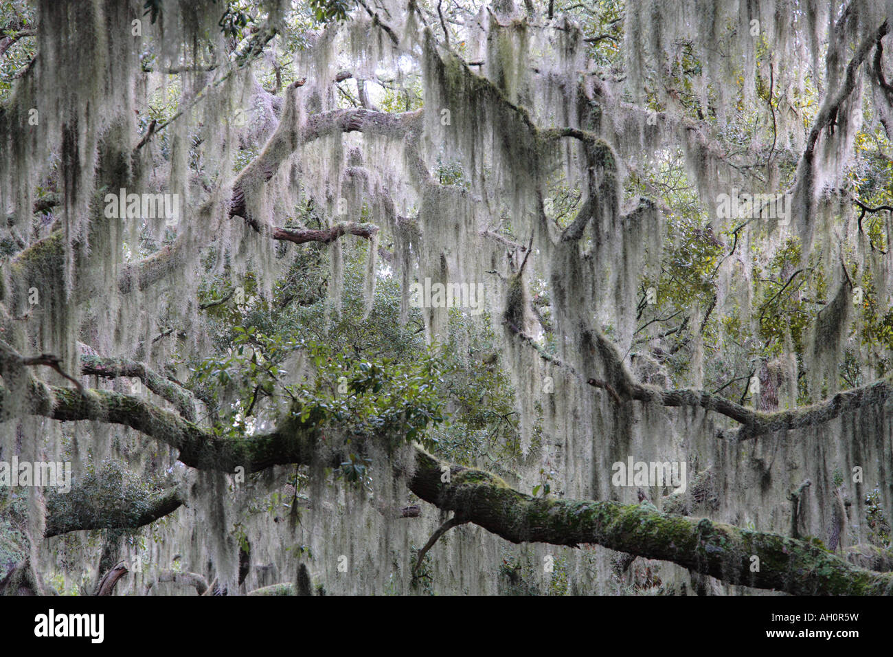 spanish moss tillandsia usneoides and live oak branches quercus