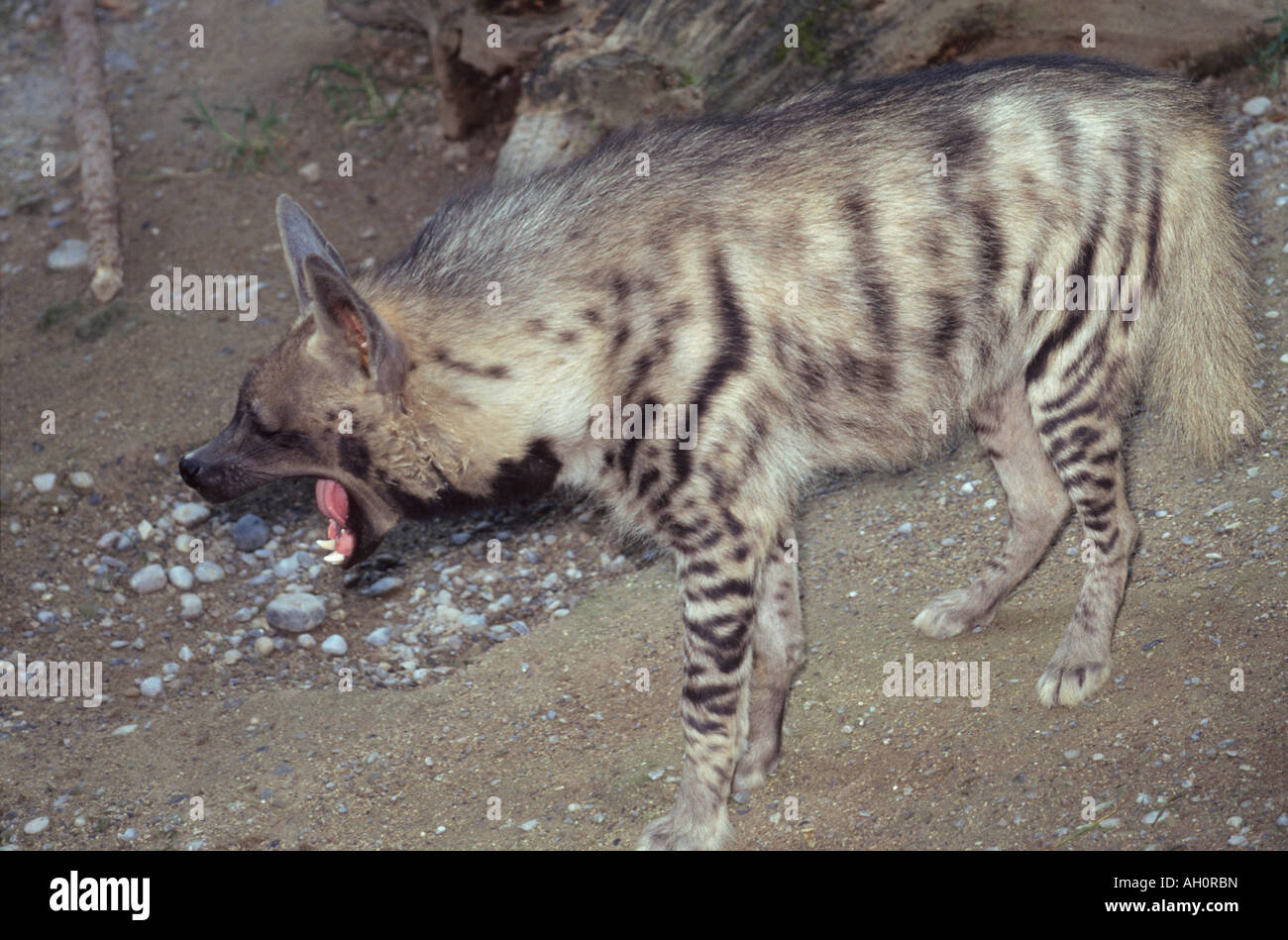 triped Hyena (Crocuta hyaena) .  Aasfresser, Africa, Afrika, animals, Asia, Asien, Carnivora, carnivores, Hyaenen, Hyanidae, Hye Stock Photo