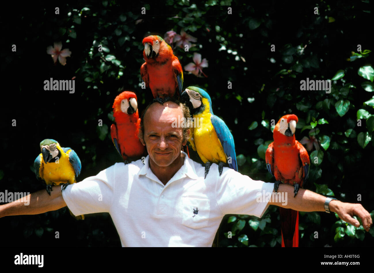 men with different parrots Ara bleu et Ara chloroptère Stock Photo