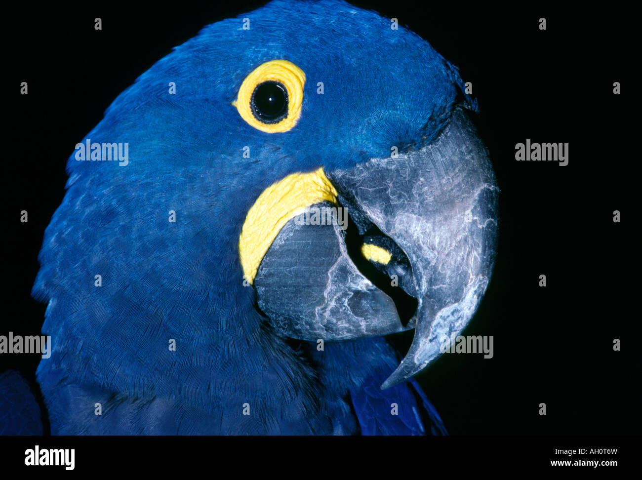 Hyacinth Macaw Anodorhynchus hyacinthinus Stock Photo