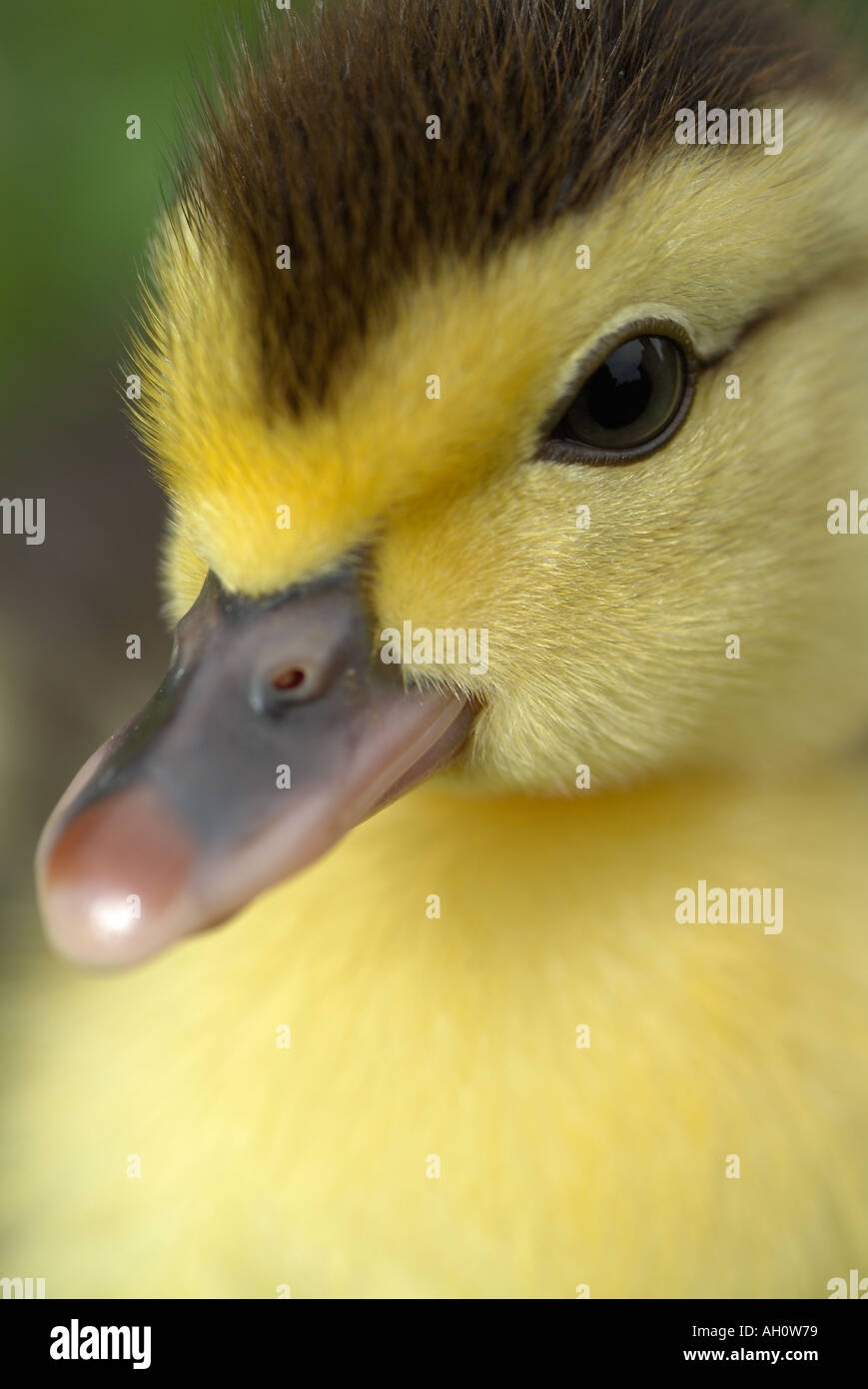 Duckling Stock Photo