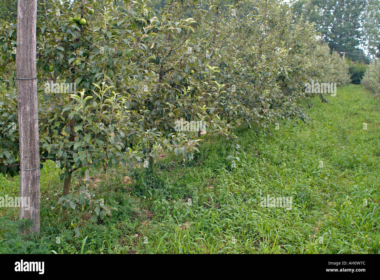 Apple Trees in an Orchard, Omaska, Bosnia Herzegovina Stock Photo