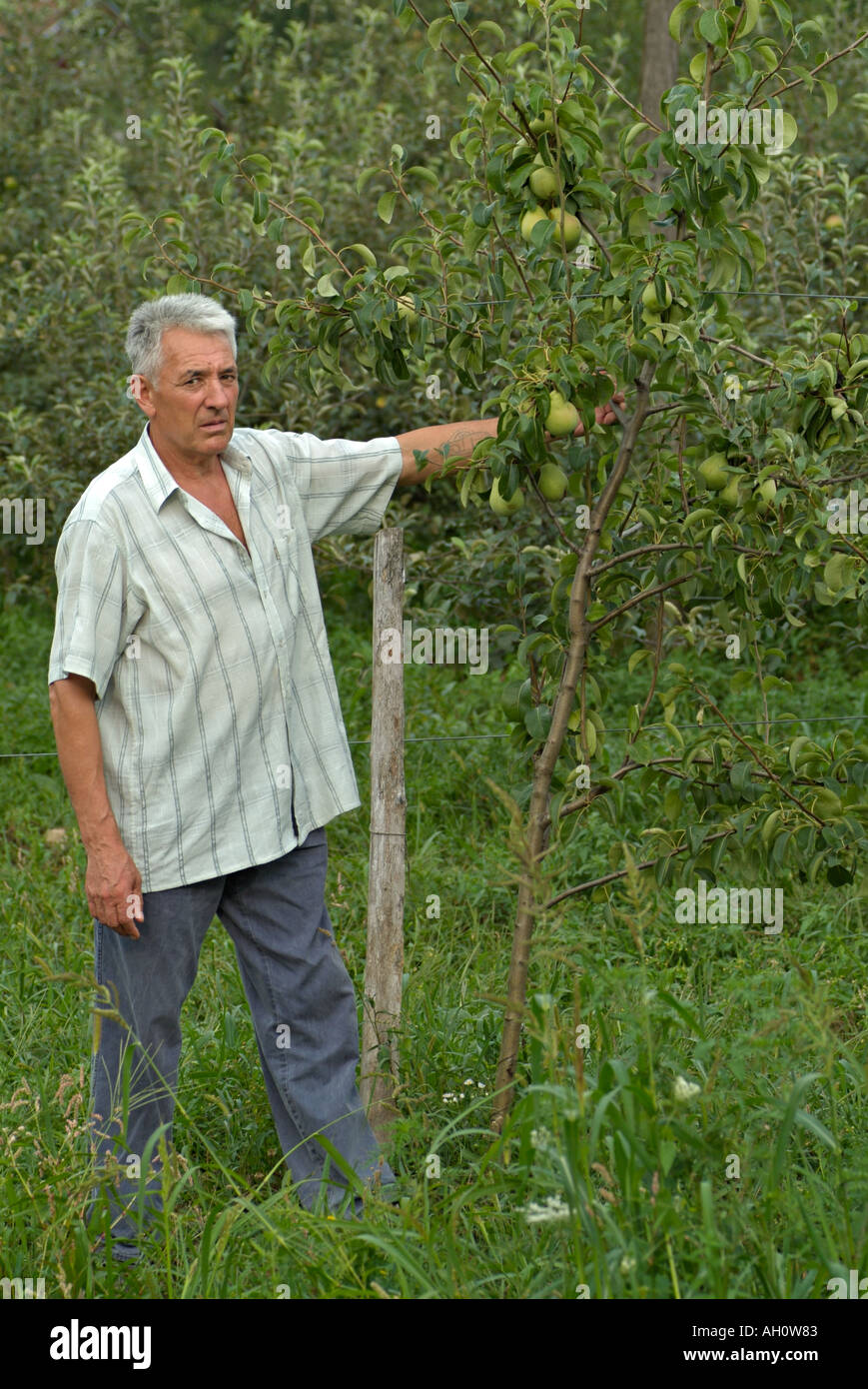 Farming Showing Pear Trees in an Organic Orchard Stock Photo