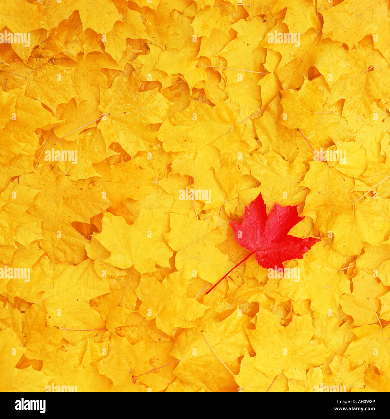 A single red maple leaf on a forest floor of yellow maple leaves shows diversity, color, difference, standout, uncommon nature. Stock Photo