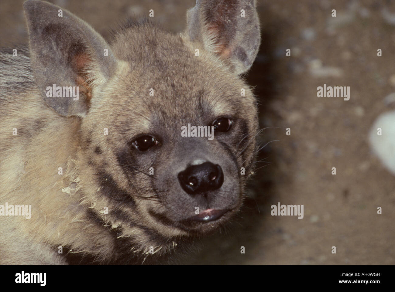 triped Hyena (Crocuta hyaena) .  Aasfresser, Africa, Afrika, animals, Asia, Asien, Carnivora, carnivores, Hyaenen, Hyanidae, Hye Stock Photo