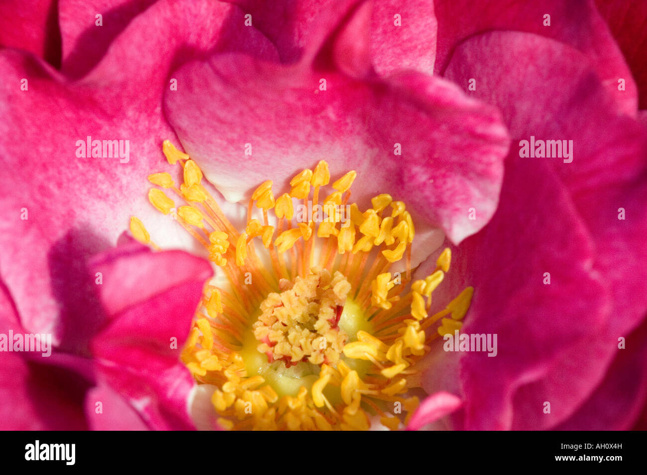 Deep Pink Apothecary's Rose in Full Bloom Stock Photo Alamy