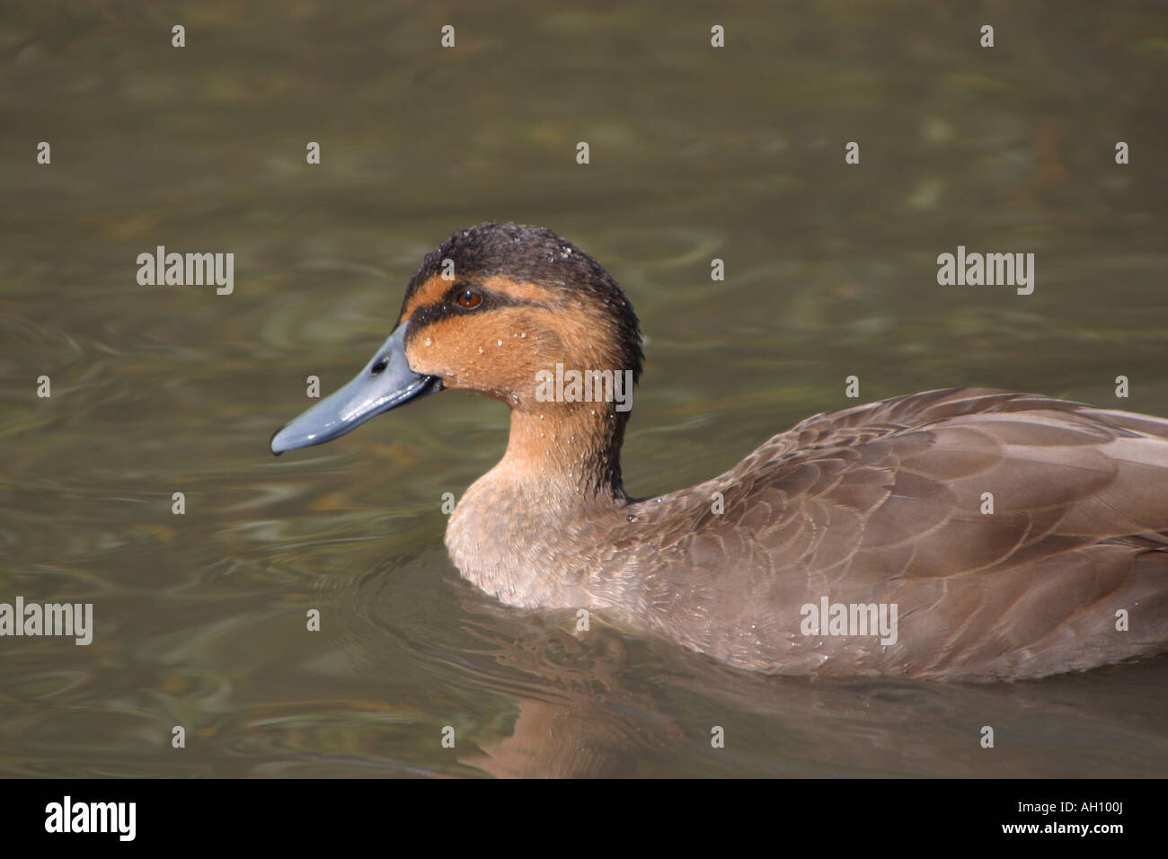 Philippine duck, Anas luzonica Stock Photo Alamy