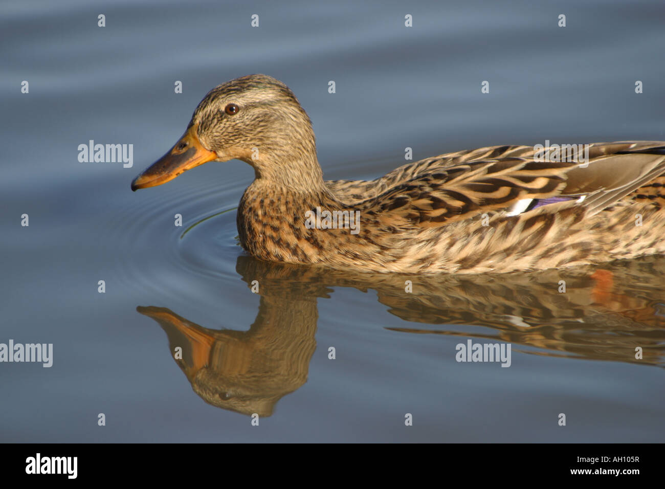 Mallard, Anas platyrhynchos platyrhynchos Stock Photo - Alamy