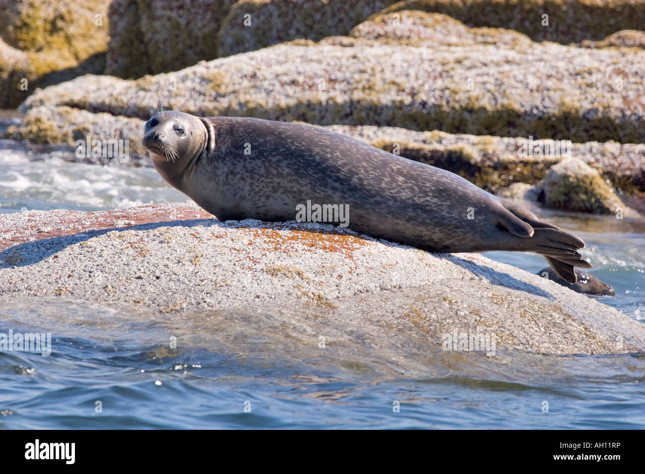 Harbor Seal near Bass Harbour, Maine Stock Photo Alamy