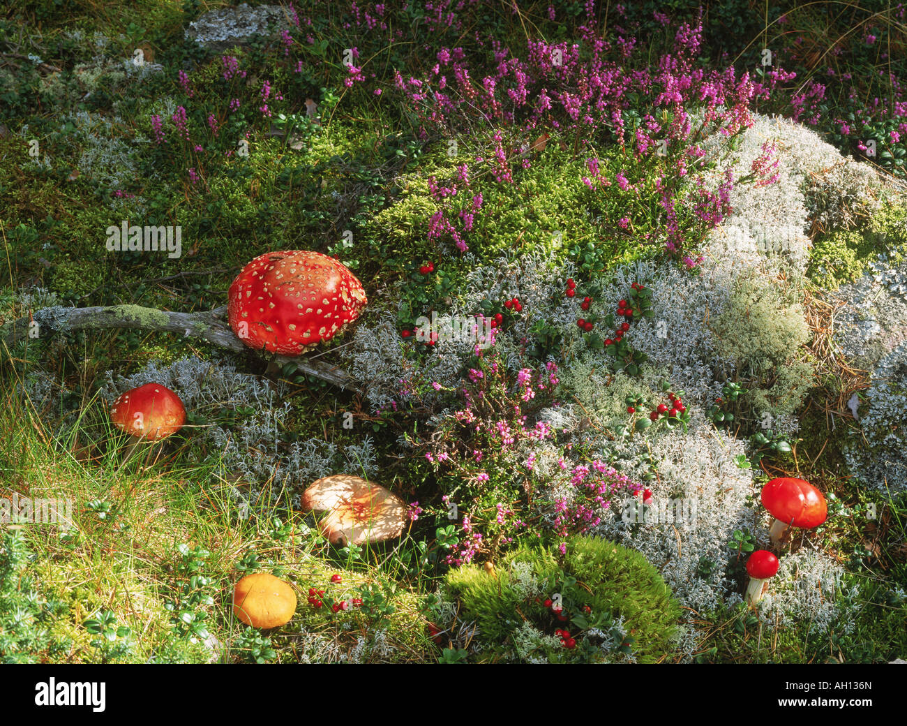 Damp forest floor hi-res stock photography and images - Alamy